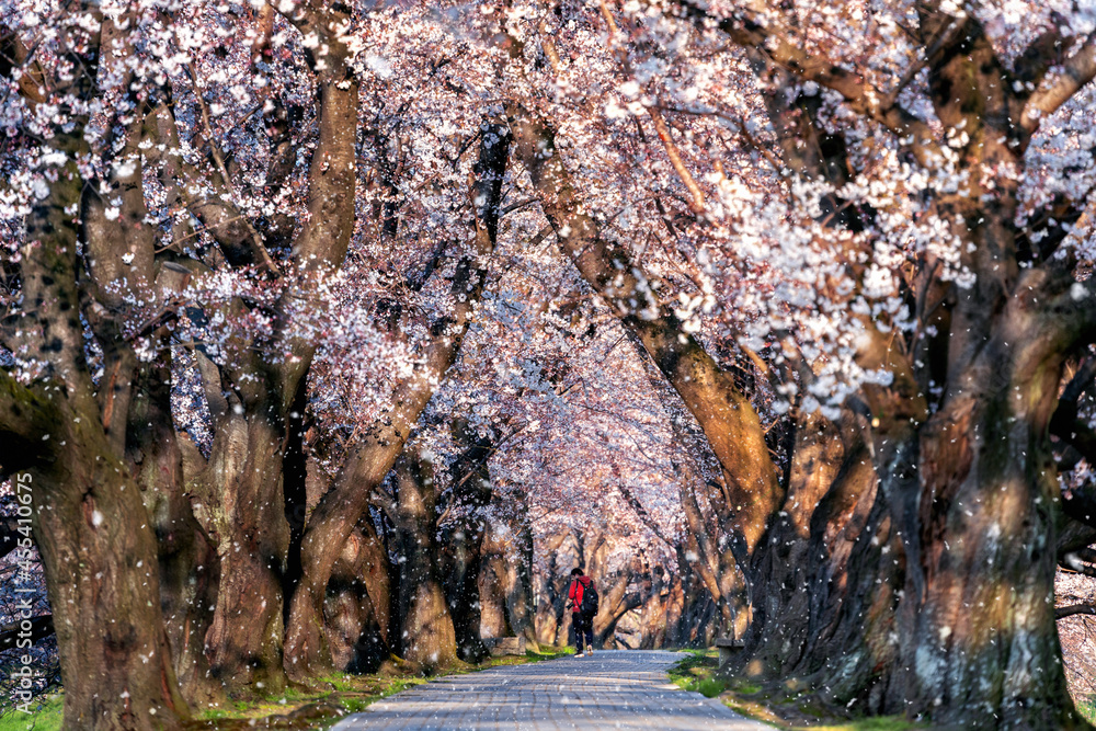 Row of cherry blossom tree with cherry blossom falling petals in springtime, Kyoto in Japan. Row of cherry blossom tree with cherry blossom falling petals in springtime, Kyoto in Japan.