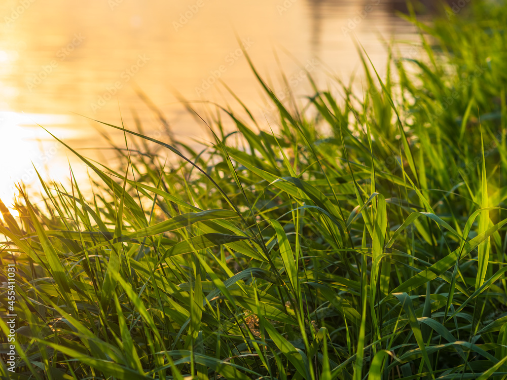Green, juicy grass against the background of water. The leaves are illuminated by the bright evening sun. Plants grow on the shore of the lake.