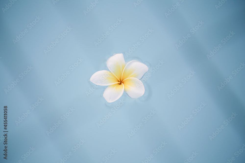 Naklejka premium Minimal nature background. frangipani flower in blue water in pool.