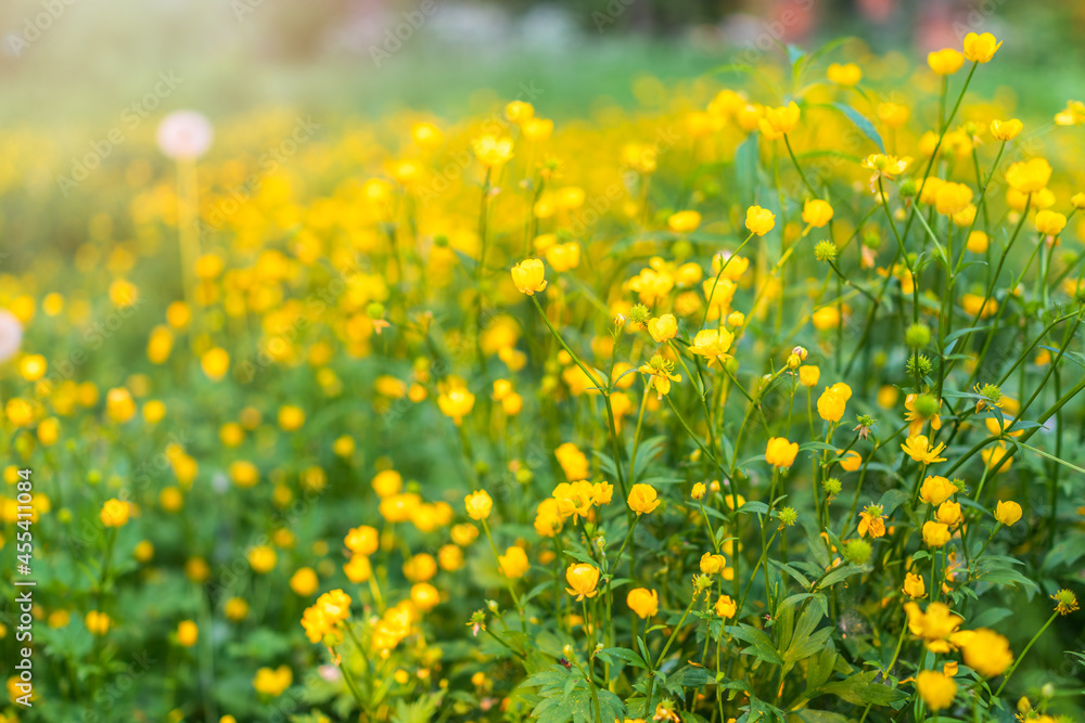 Fototapeta premium Yellow flowers of buttercup mountain Ranunculus montanus.