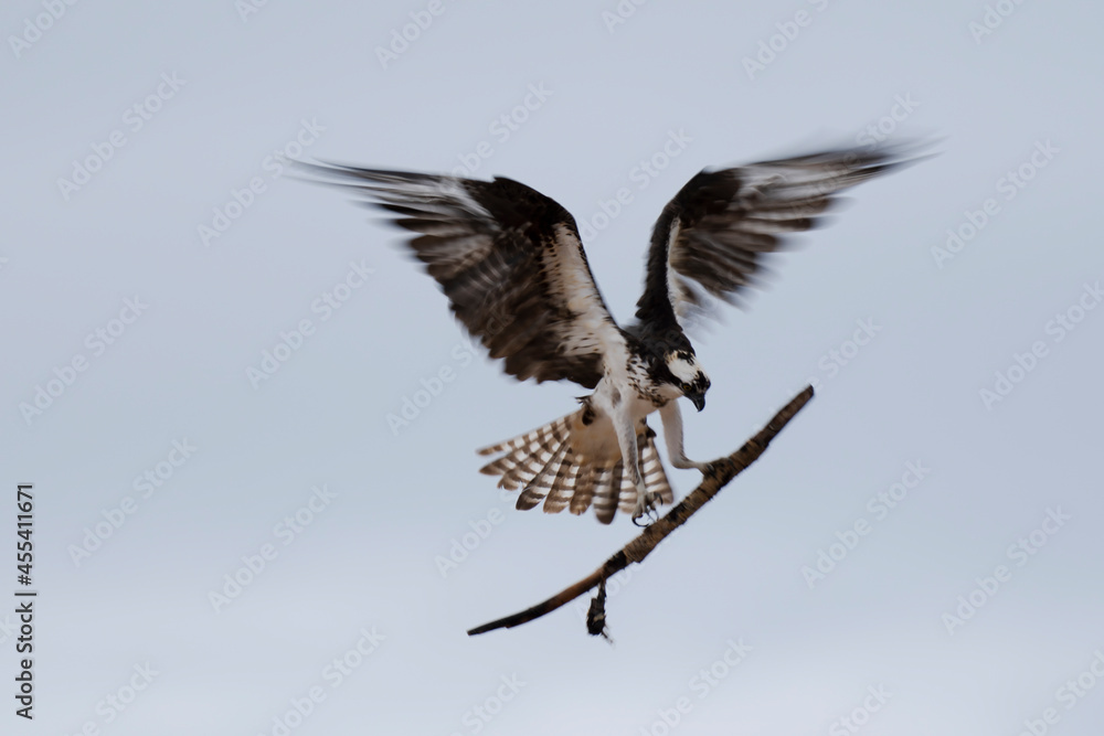 osprey in flight with large stick osprey in flight with large stick