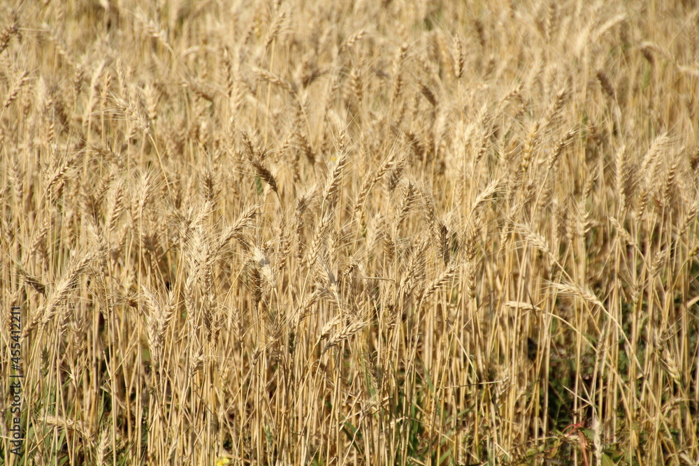 September Wheat, Pylypow Wetlands, Edmonton, Alberta September Wheat, Pylypow Wetlands, Edmonton, Alberta