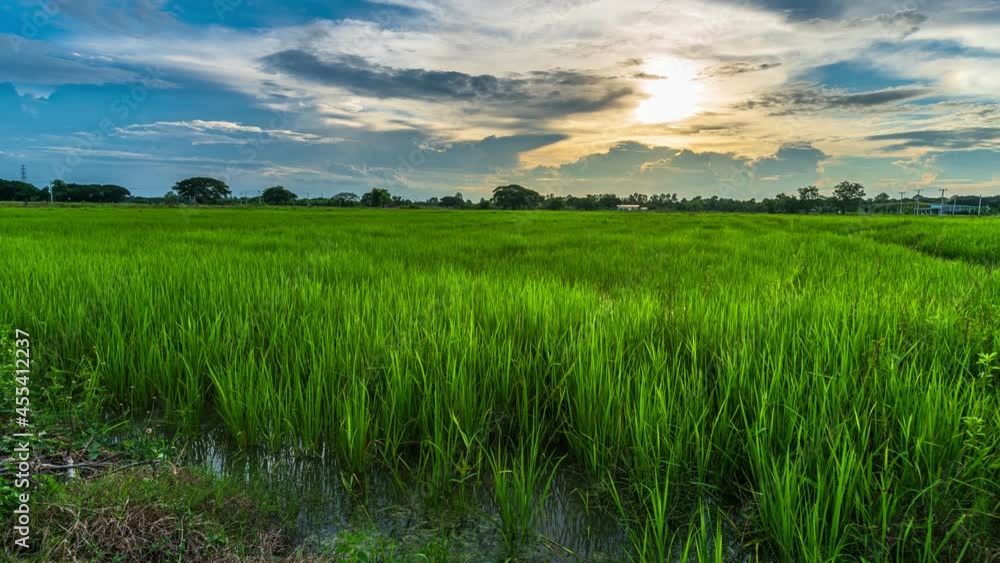 4K Time lapse of Scenic view landscape of Ears Of green Rice In The Field grass with field cornfield or in Asia country agriculture harvest with fluffy clouds blue sky sunset background. 4K Time lapse of Scenic view landscape of Ears Of green Rice In The Field grass with field cornfield or in Asia country agriculture harvest with fluffy clouds blue sky sunset background.