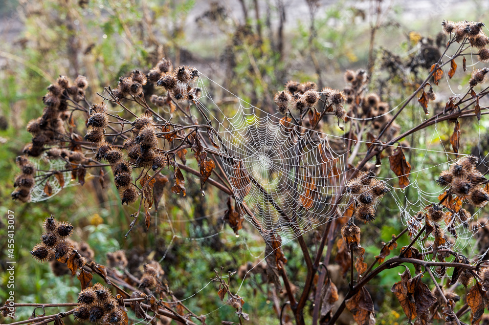 Fototapeta premium A spider's web hangs on a thistle bush