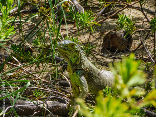 Iguana taking a sun bath on Johnny Cay, San Andres islands