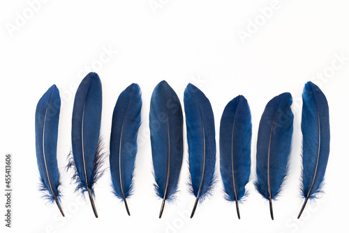 Navy blue feathers on white background