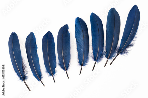 Dark blue feathers on white background