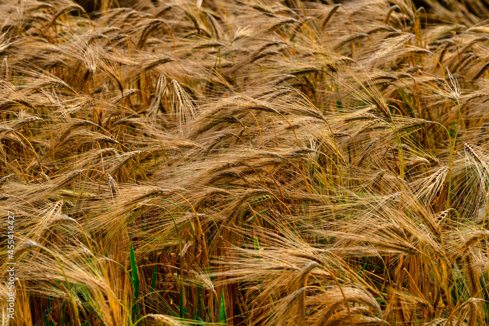 Golden wheat Golden wheat