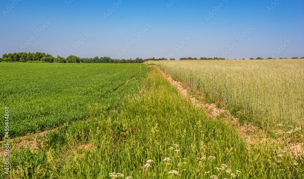 Fototapeta premium Landscape with the junction of two fields on the background of copse and blue sky in summer
