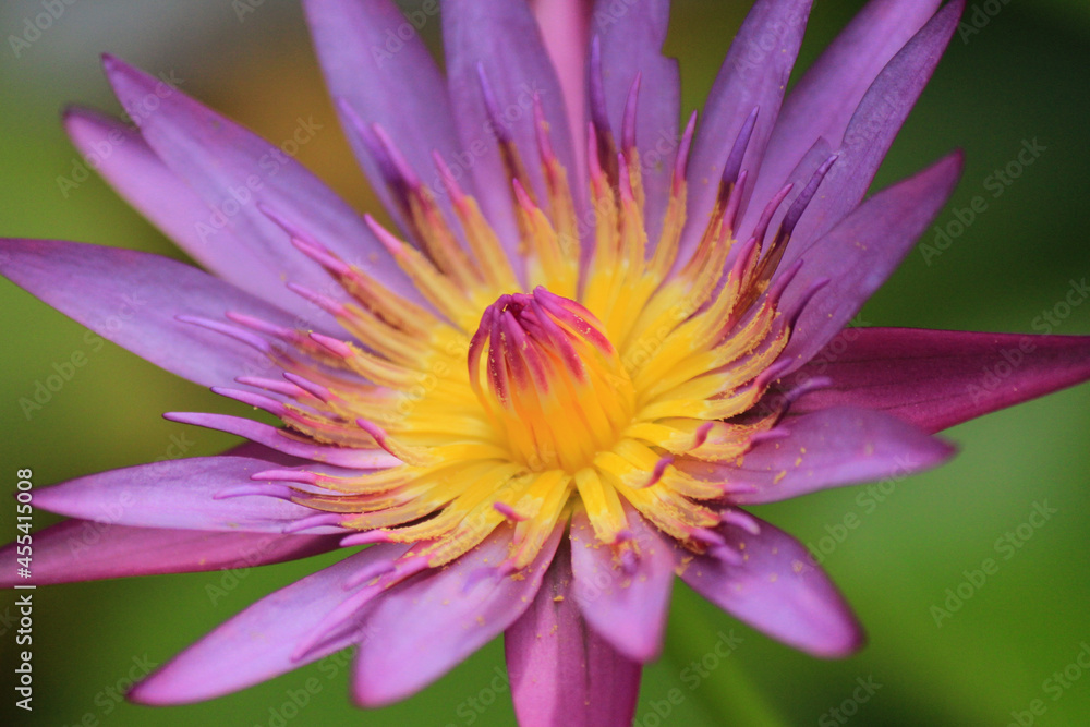 Clouse up lotus flower in the garden Clouse up lotus flower in the garden