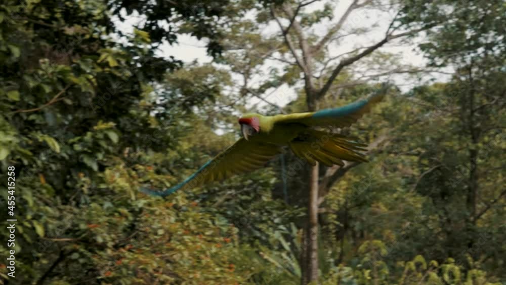 Great Green Macaw caught during a flight in slow-motion in Costa Rica Great Green Macaw caught during a flight in slow-motion in Costa Rica