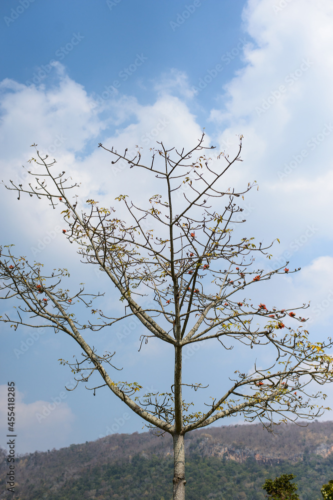 Scene of nature with lonely dry tree with plant. Scene of nature with lonely dry tree with plant.