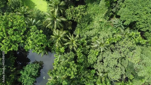 Deep Green Forest in Sunney Days photo