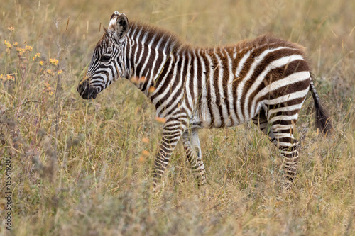 Ein Steppenzebra Fohlen in der Seitenansicht