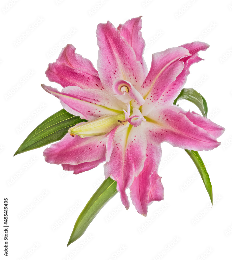 isolated polypetalous lily pink bloom with small green leaves