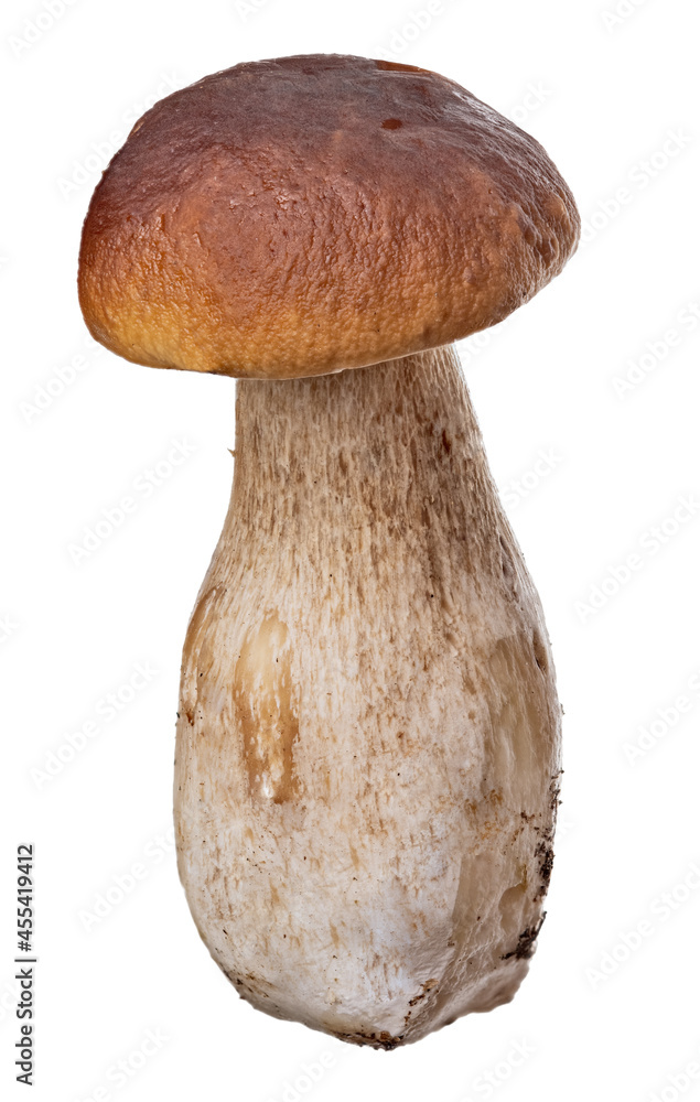 penny bun mushroom isolated on white