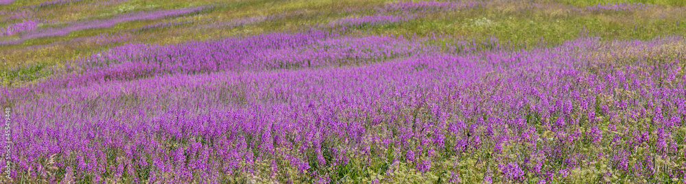 Chamaenerion angustifolium flowers field background Chamaenerion angustifolium flowers field background