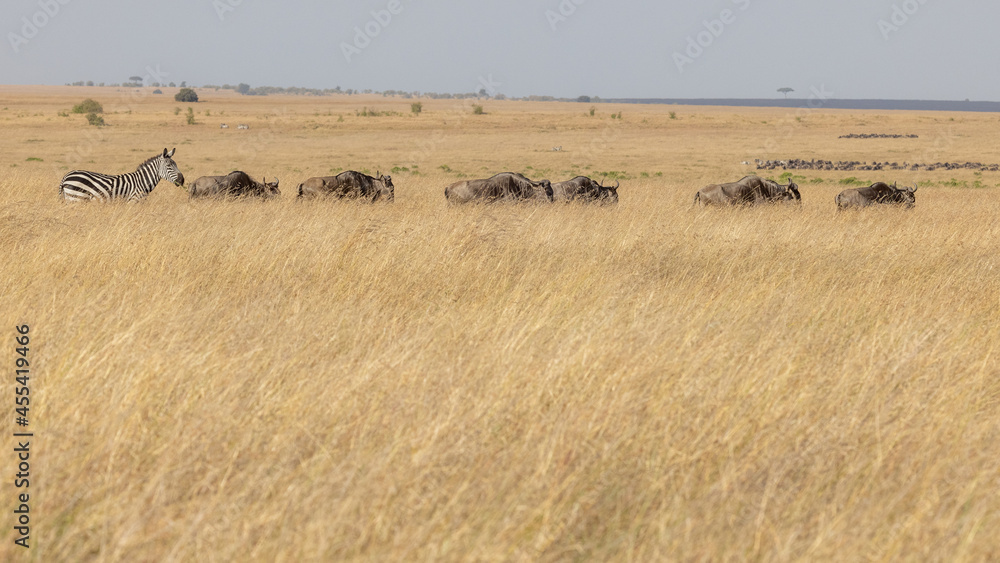 Sechs Gnus und ein Zebra wandern in einer Reihe durch die Savanne Sechs Gnus und ein Zebra wandern in einer Reihe durch die Savanne
