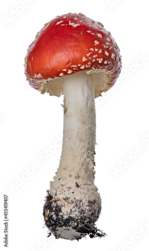 small poisonous red isolated fly agaric mushroom