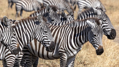 F  nf hintereinander stehende Zebras freigestellt in der Seitenansicht