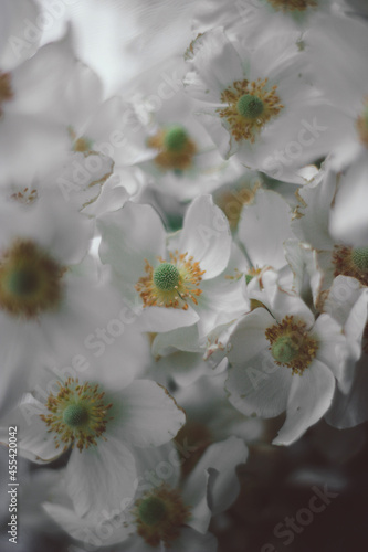 white flowers