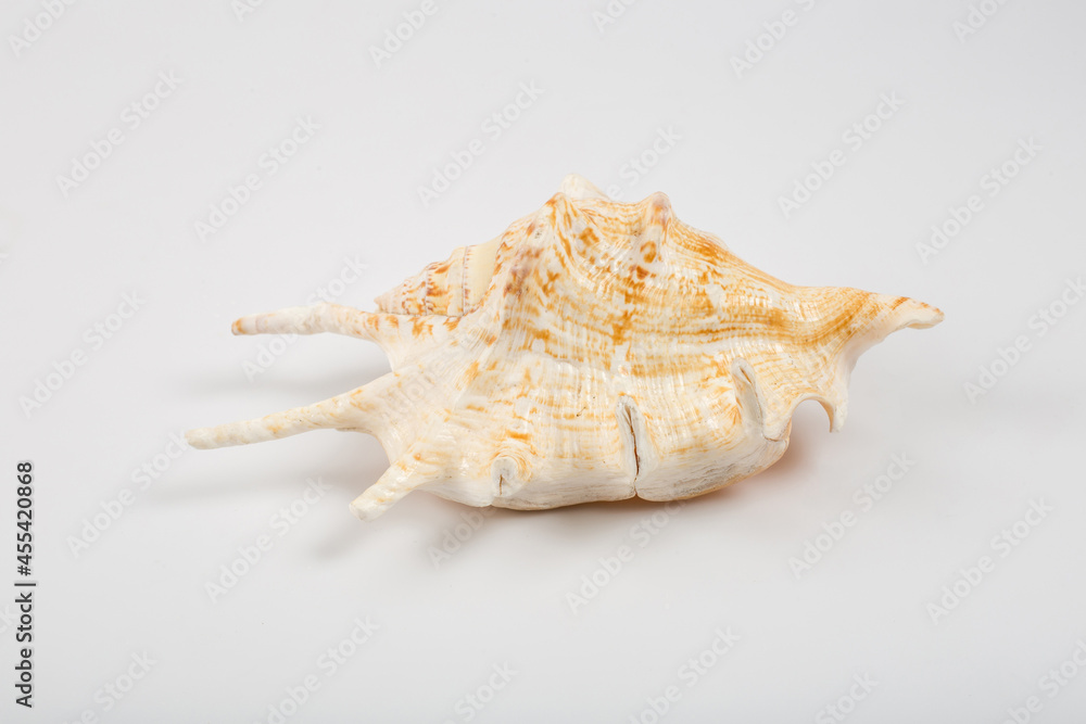 Sea shells on white background Sea shells on white background
