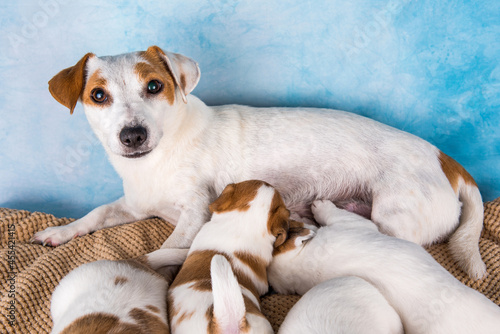 Jack Russell terrier puppies to suck milk from their mother