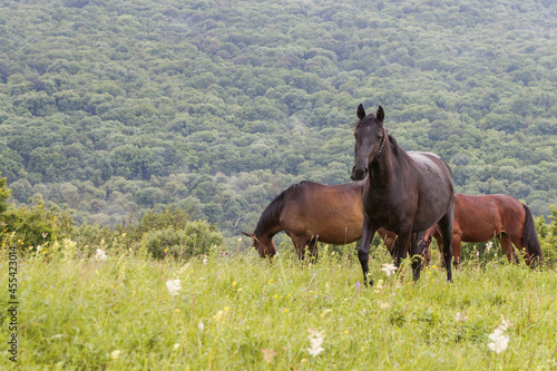 A brown horse looks into the frame with two more horses in the background. A pasture in the mountains among green grass. The concept of cattle breeding.