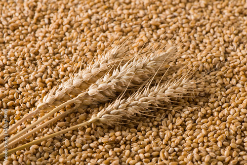 wheat grain and ears of wheat background
