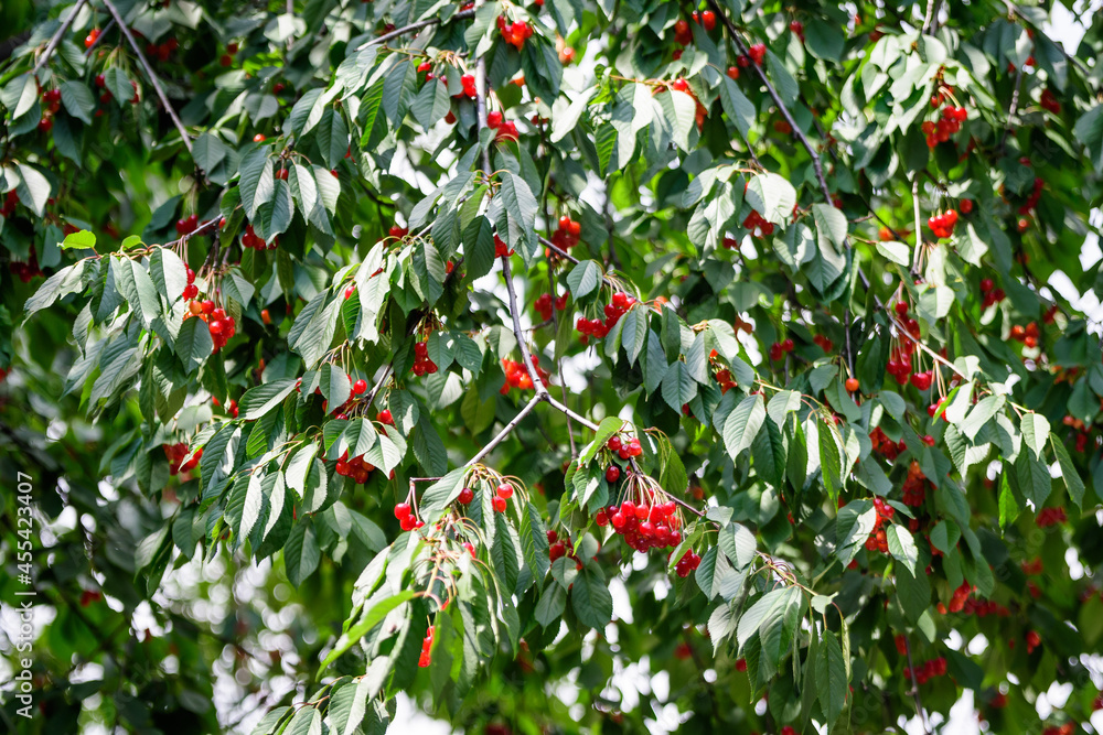 Obraz premium Close up of a ripe fresh red cherries and green leaves in a tree orchard in a garden in a sunny summer day, beautiful outdoor background photographed with soft focus.