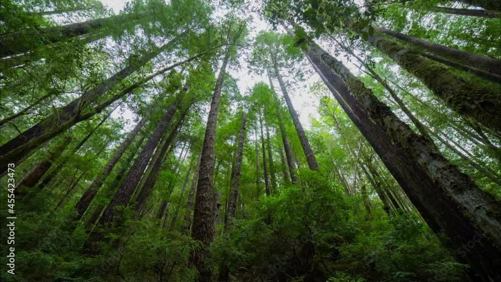 Time Lapse Beautiful Shot Of Tall Green Trees In Forest - Vancouver, Canada Time Lapse Beautiful Shot Of Tall Green Trees In Forest - Vancouver, Canada