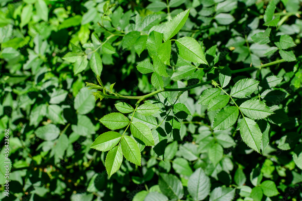 Obraz premium Textured natural background of many green rose leaves in shrubs that grow in a hedge or hedgerow in sunny spring garden.