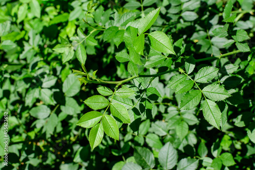 Wallpaper Mural Textured natural background of many green rose leaves in shrubs that grow in a hedge or hedgerow in sunny spring garden. Torontodigital.ca