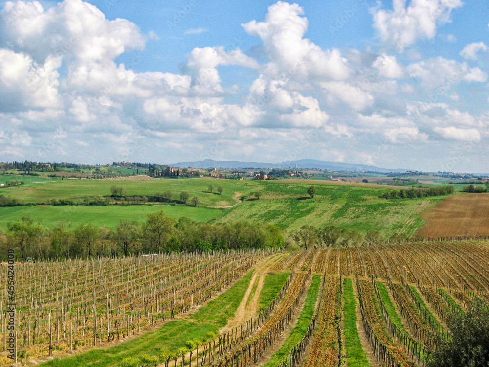 Fototapeta premium Tuscany vineyards