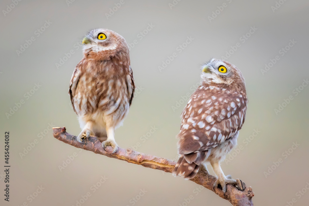 Little owl. Colorful nature background. Athene noctua. Little owl. Colorful nature background. Athene noctua.