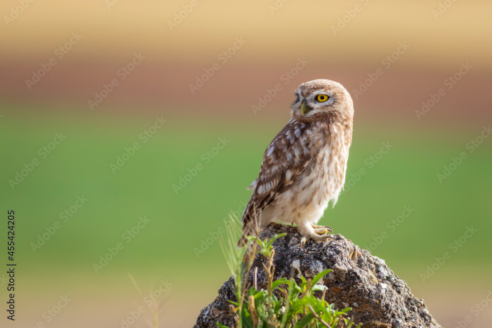 Little owl. Colorful nature background. Athene noctua. Little owl. Colorful nature background. Athene noctua.