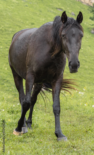 Brown horse in close-up. Front view. The horse looks into the frame. Mountain pasture. The concept of livestock breeding. © VeNN