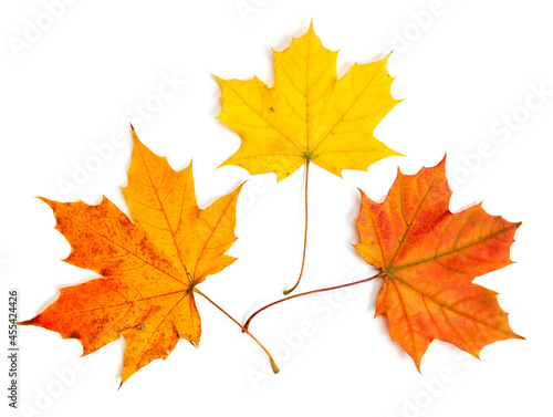 autumn maple leaf isolated on white background © Timmary