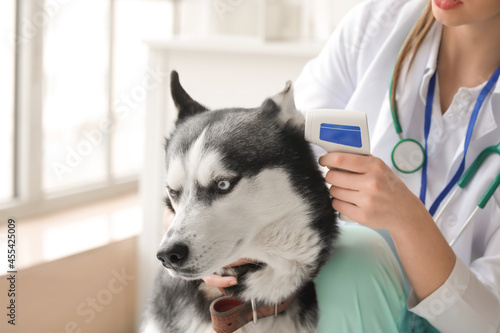 Fototapeta Naklejka Na Ścianę i Meble -  Veterinarian examining cute dog in clinic