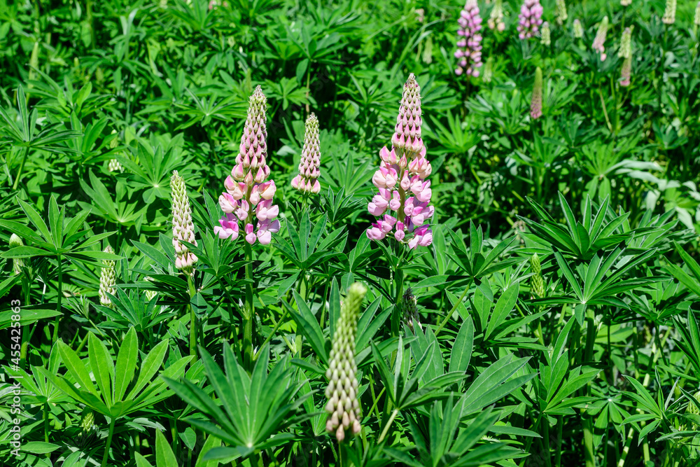 Close up of pink flowers of Lupinus, commonly known as lupin or lupine, in full bloom and green grass in a sunny spring garden, beautiful outdoor floral background photographed with soft focus. Close up of pink flowers of Lupinus, commonly known as lupin or lupine, in full bloom and green grass in a sunny spring garden, beautiful outdoor floral background photographed with soft focus.