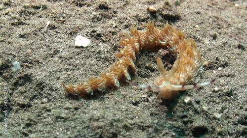 orange version of nudibranch pteraeolidia ianthina moving left to right over sandy bottom, close-up showing all body parts photo