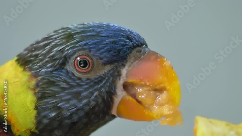Extreme Macro of wild Lori Bird with colorful feathers eating fruit in nature