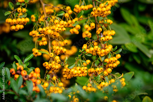 Small yellow and orange fruits or berries of Pyracantha plant  also known as firethorn in a garden in a sunny autumn day  beautiful outdoor floral background photographed with soft focus.