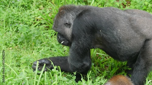 Young male Gorilla pulling greens to eat from the ground standing on all four limbs. photo