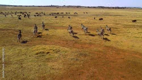 Aerial Footage of a Herd of Zebra Running, South Africa Safari Wildlife