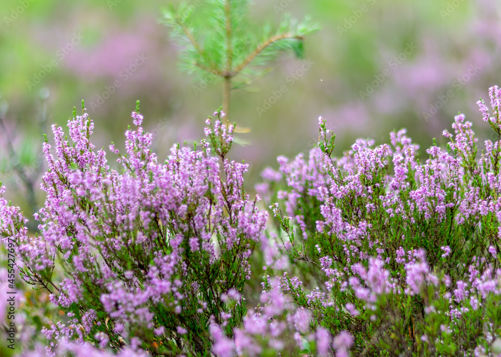 Fototapeta premium heather flowers in autumn, heather flower details on a fuzzy background