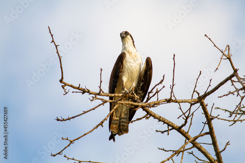 川岸にかかる大きな木の高い枝に止まって辺りを見回す猛禽類のミサゴ