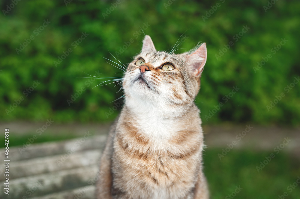A beautiful white-brown cat sits outside in the garden on a sunny summer day. The striped shorthaired street cat looks up.
