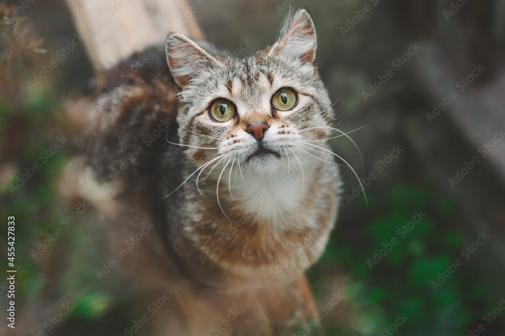 Curious cat walking outside. predator in the summer garden. Beautiful cat portrait. Shorthair cat looks up at the camera.