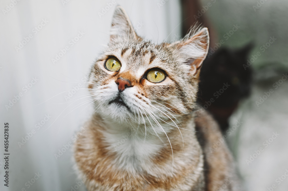 Beautiful portrait of a light brown striped shorthaired cat with yellow eyes on a gray background. Street cat.